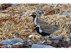Photo of Pluvialis fulva